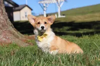 Sweetie, a female Pembroke Welsh Corgi for sale in Baltic, OH – Photo 1 of 10