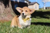 Sweetie, a female Pembroke Welsh Corgi for sale in Baltic, OH – Photo 9 of 10