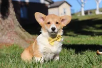 Sweetie, a female Pembroke Welsh Corgi for sale in Baltic, OH – Photo 8 of 10