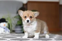 Sweetie, a female Pembroke Welsh Corgi for sale in Baltic, OH – Photo 4 of 5