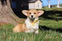 Sweetie, a female Pembroke Welsh Corgi for sale in Baltic, OH – Photo 6 of 10