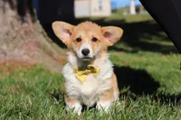 Sweetie, a female Pembroke Welsh Corgi for sale in Baltic, OH – Photo 7 of 10