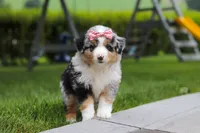 Brittany, a female Miniature Australian Shepherd for sale in Baltic, OH – 9 of 10