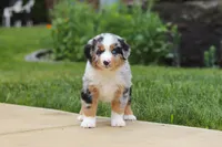 Mable, a female Miniature Australian Shepherd for sale in Baltic, OH – 2 of 8