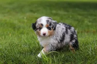 Brittany, a female Miniature Australian Shepherd for sale in Baltic, OH – 8 of 10