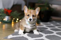 Riley, a male Pembroke Welsh Corgi for sale in Baltic, OH – Photo 4 of 9