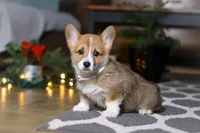 Riley, a male Pembroke Welsh Corgi for sale in Baltic, OH – Photo 3 of 9