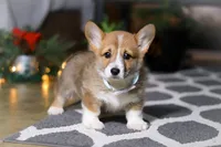 Riley, a male Pembroke Welsh Corgi for sale in Baltic, OH – Photo 2 of 9