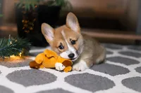 Riley, a male Pembroke Welsh Corgi for sale in Baltic, OH – Photo 5 of 9