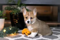 Riley, a male Pembroke Welsh Corgi for sale in Baltic, OH – Photo 9 of 9