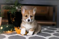 Riley, a male Pembroke Welsh Corgi for sale in Baltic, OH – Photo 8 of 9