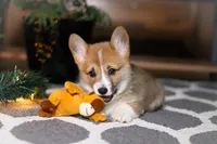 Riley, a male Pembroke Welsh Corgi for sale in Baltic, OH – Photo 1 of 9