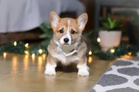 Riley, a male Pembroke Welsh Corgi for sale in Baltic, OH – Photo 6 of 9