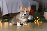 Riley, a male Pembroke Welsh Corgi for sale in Baltic, OH – Photo 7 of 9