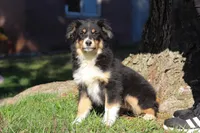 Twinkle, a female Miniature Australian Shepherd for sale in Baltic, OH – Photo 1 of 6