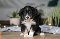Twinkle, a female Miniature Australian Shepherd for sale in Baltic, OH – Photo 4 of 5