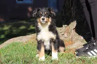 Twinkle, a female Miniature Australian Shepherd for sale in Baltic, OH – Photo 6 of 6