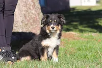 Twinkle, a female Miniature Australian Shepherd for sale in Baltic, OH – Photo 3 of 6