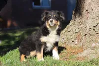 Twinkle, a female Miniature Australian Shepherd for sale in Baltic, OH – Photo 5 of 6