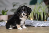 Twinkle, a female Miniature Australian Shepherd for sale in Baltic, OH – Photo 2 of 5