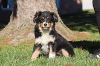 Twinkle, a female Miniature Australian Shepherd for sale in Baltic, OH – Photo 4 of 6