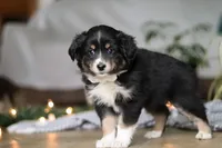 Twinkle, a female Miniature Australian Shepherd for sale in Baltic, OH – Photo 5 of 5