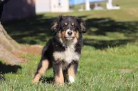 Twinkle, a female Miniature Australian Shepherd for sale in Baltic, OH – Photo 2 of 6