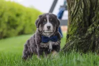 Buddy, a male Miniature Australian Shepherd for sale in Baltic, OH – 7 of 10