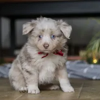 Turbo, a male Miniature Australian Shepherd for sale in Baltic, OH – Photo 1 of 10