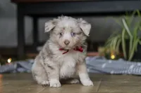 Turbo, a male Miniature Australian Shepherd for sale in Baltic, OH – Photo 1 of 10