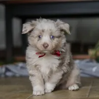 Turbo, a male Miniature Australian Shepherd for sale in Baltic, OH – Photo 4 of 10