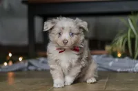 Turbo, a male Miniature Australian Shepherd for sale in Baltic, OH – Photo 4 of 10