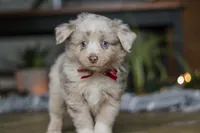 Turbo, a male Miniature Australian Shepherd for sale in Baltic, OH – Photo 8 of 10