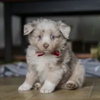 Turbo, a male Miniature Australian Shepherd for sale in Baltic, OH – Photo 3 of 10
