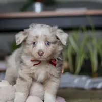 Turbo, a male Miniature Australian Shepherd for sale in Baltic, OH – Photo 9 of 10