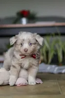 Turbo, a male Miniature Australian Shepherd for sale in Baltic, OH – Photo 9 of 10