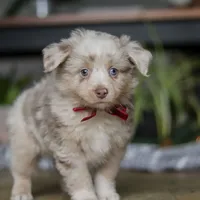 Turbo, a male Miniature Australian Shepherd for sale in Baltic, OH – Photo 6 of 10