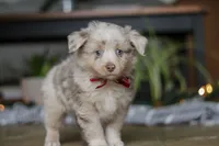 Turbo, a male Miniature Australian Shepherd for sale in Baltic, OH – Photo 6 of 10