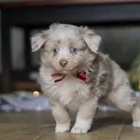 Turbo, a male Miniature Australian Shepherd for sale in Baltic, OH – Photo 5 of 10