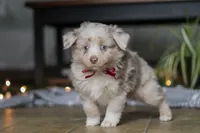 Turbo, a male Miniature Australian Shepherd for sale in Baltic, OH – Photo 5 of 10