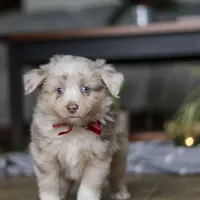 Turbo, a male Miniature Australian Shepherd for sale in Baltic, OH – Photo 10 of 10