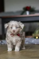 Turbo, a male Miniature Australian Shepherd for sale in Baltic, OH – Photo 10 of 10