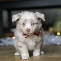 Turbo, a male Miniature Australian Shepherd for sale in Baltic, OH – Photo 2 of 10