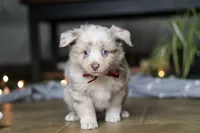 Turbo, a male Miniature Australian Shepherd for sale in Baltic, OH – Photo 2 of 10