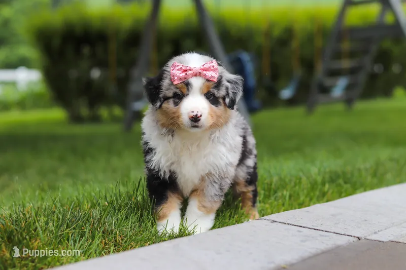Brittany – Miniature Australian Shepherd puppy for sale in Baltic, OH