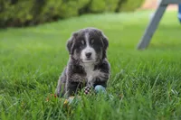 Buddy, a male Miniature Australian Shepherd for sale in Baltic, OH – 4 of 10