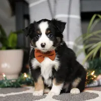 Leo, a male Miniature Australian Shepherd for sale in Baltic, OH – Photo 1 of 5