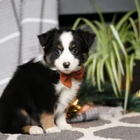 Leo, a male Miniature Australian Shepherd for sale in Baltic, OH – Photo 5 of 5