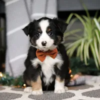 Leo, a male Miniature Australian Shepherd for sale in Baltic, OH – Photo 4 of 5