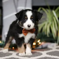 Leo, a male Miniature Australian Shepherd for sale in Baltic, OH – Photo 2 of 5